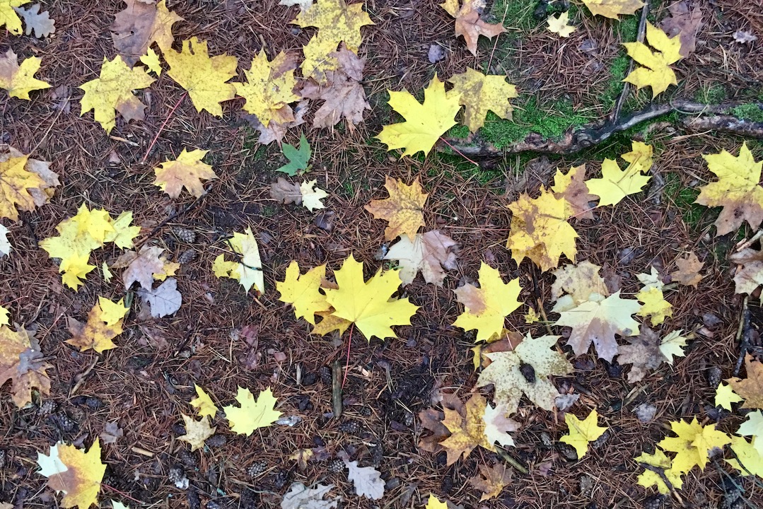Liście klonu jesienią - inspiracja